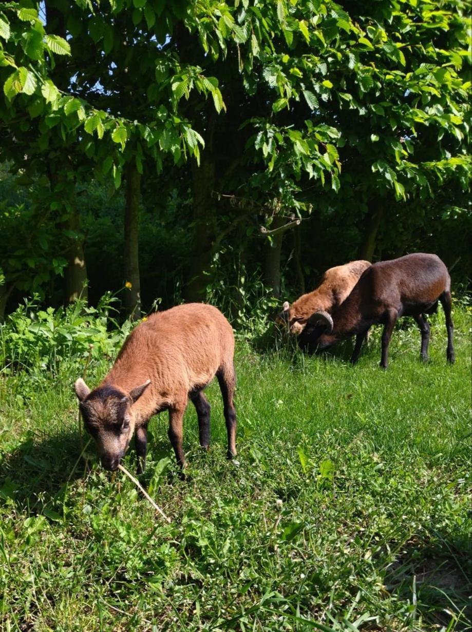 Penzion Kormoran Vranov nad Dyjí Buitenkant foto
